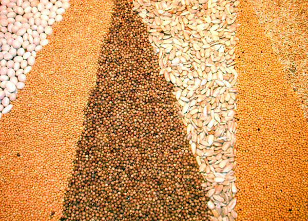 Зерновые семена